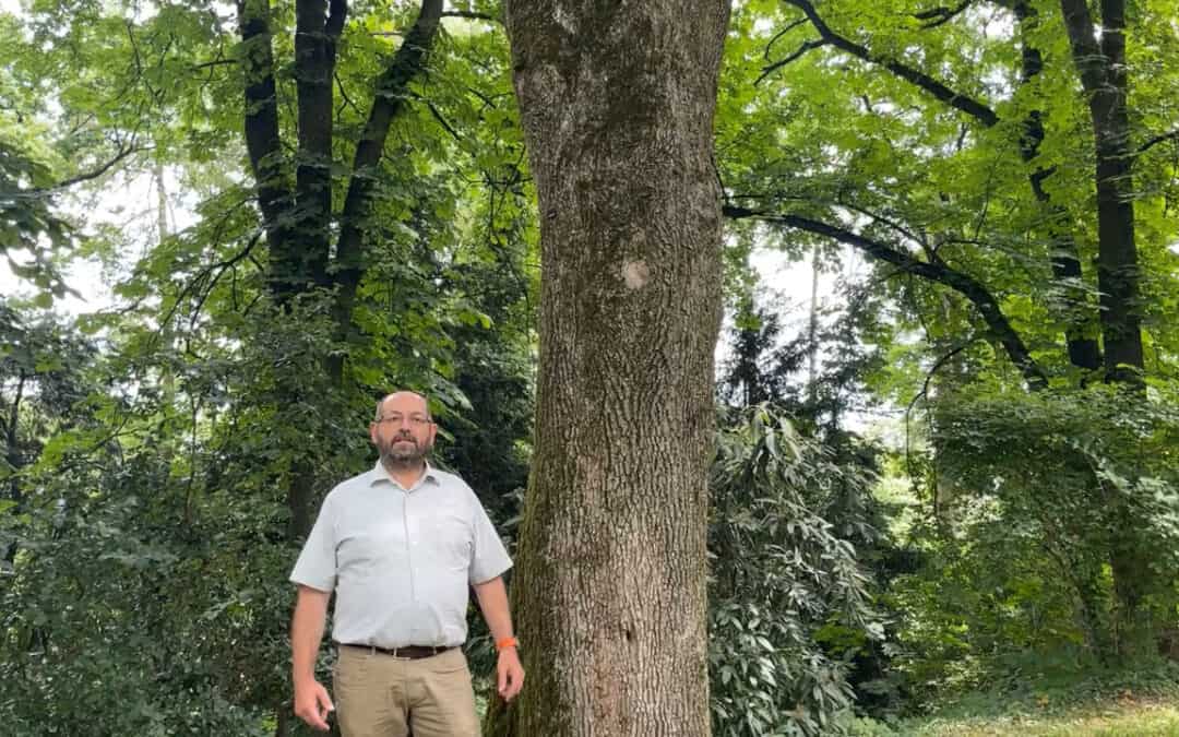 Durch die Bewirtschaftung die Biodiversität im Wald fördern
