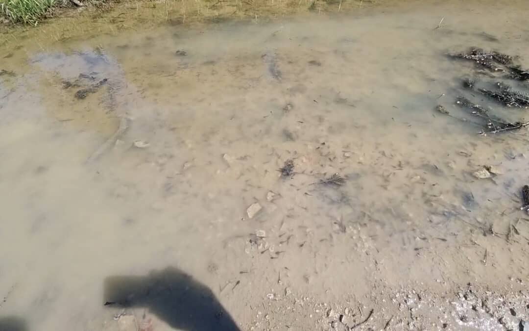 Biodiversität im Wald: Pfützen als Amphibienkindergarten