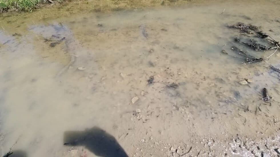 waldgeschichten-video-app-wald-biodiversitaet-im-wald-wasserpfuetzen