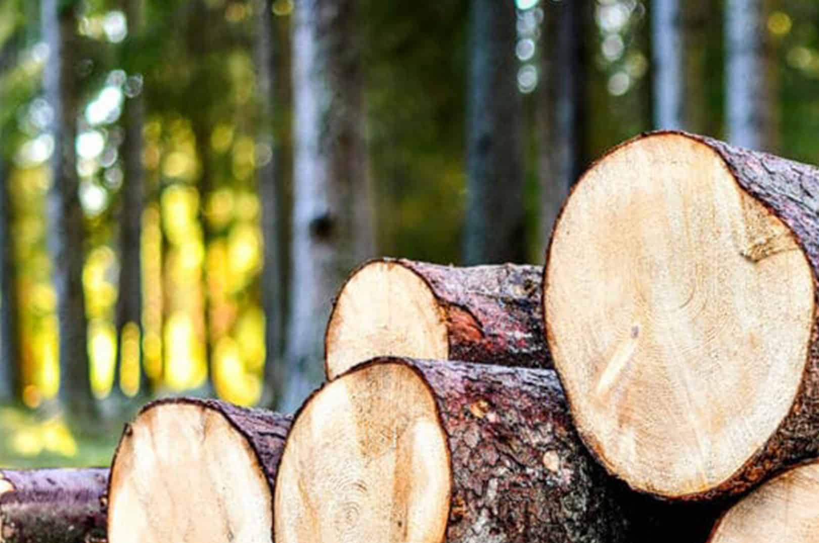 waldgeschichten-artikel-ausflugstipps-in-kaernten-foto-panorama-woerthersee