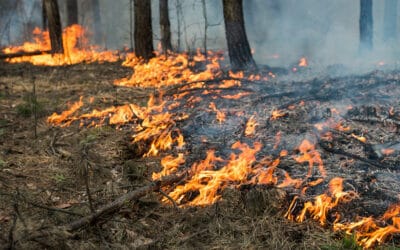 Steigende Waldbrandgefahr in Österreich