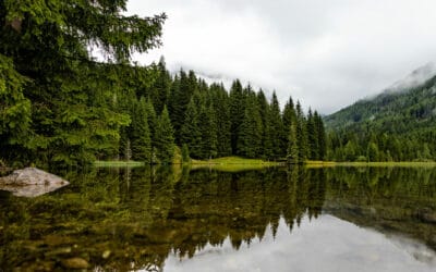 waldgeschichten-woche-des-waldes-2023-c-adobe-stock-450851449-arnold_oblistil