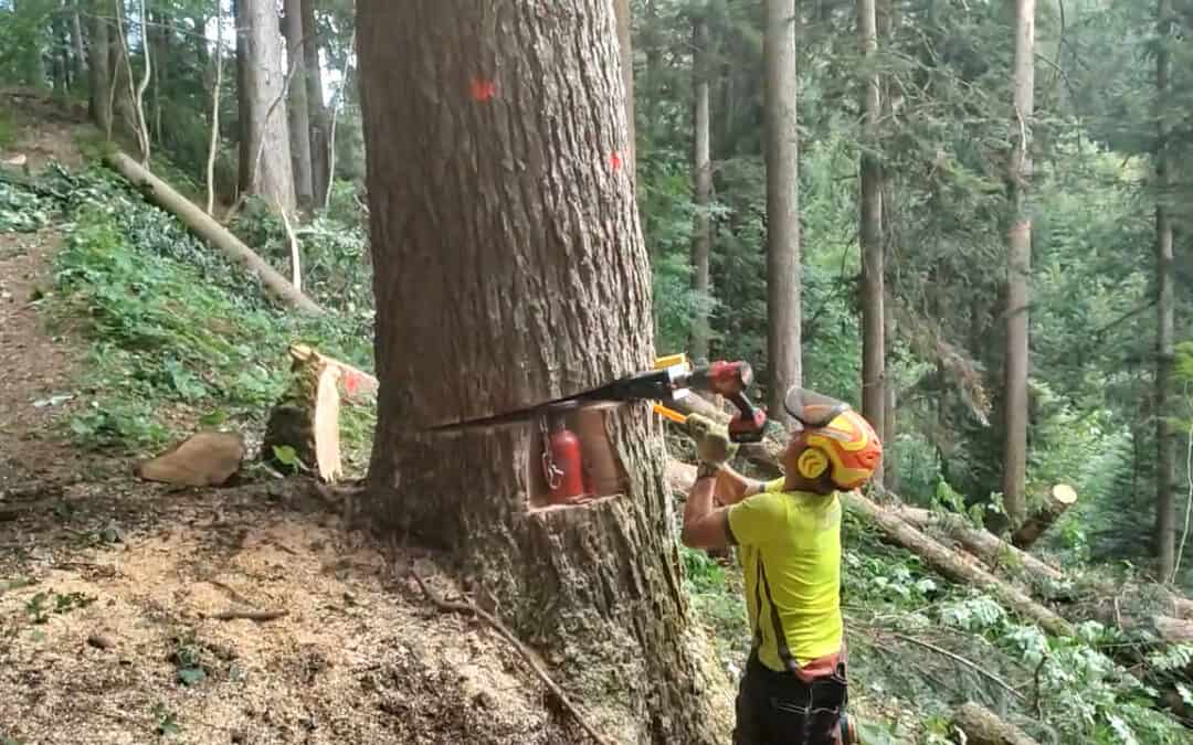 Spezialfällung zur Förderung des Nachwuchses