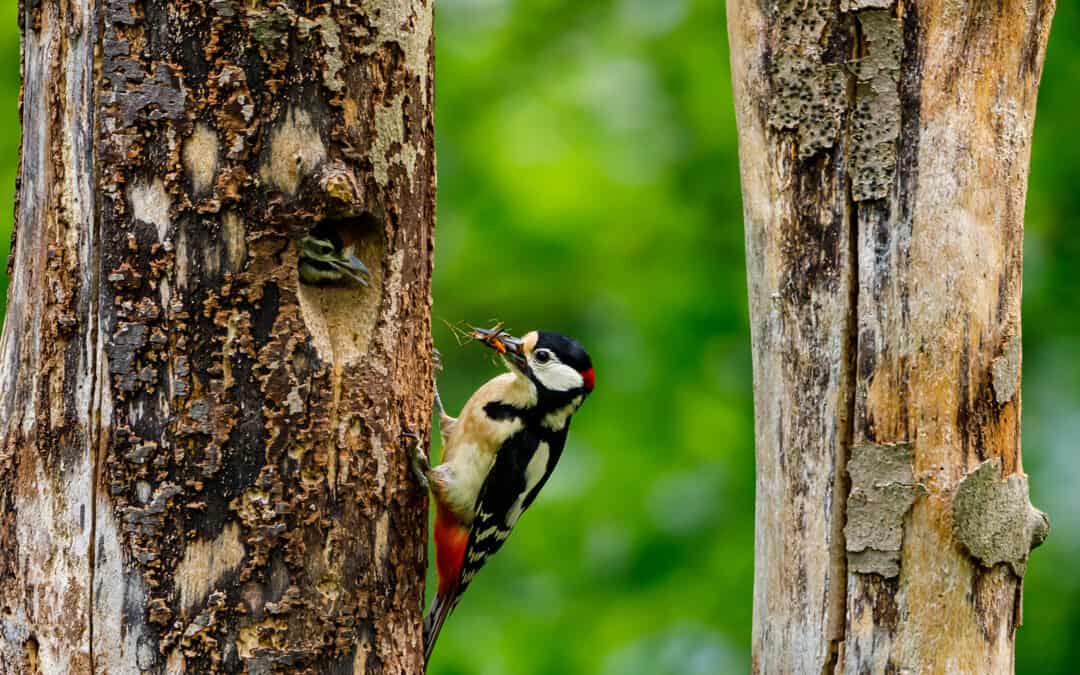 Baumhöhlen sind wichtige Strukturen für die Biodiversität