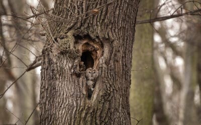 Baumhöhlen: Kleine Universen der Biodiversität im Wald