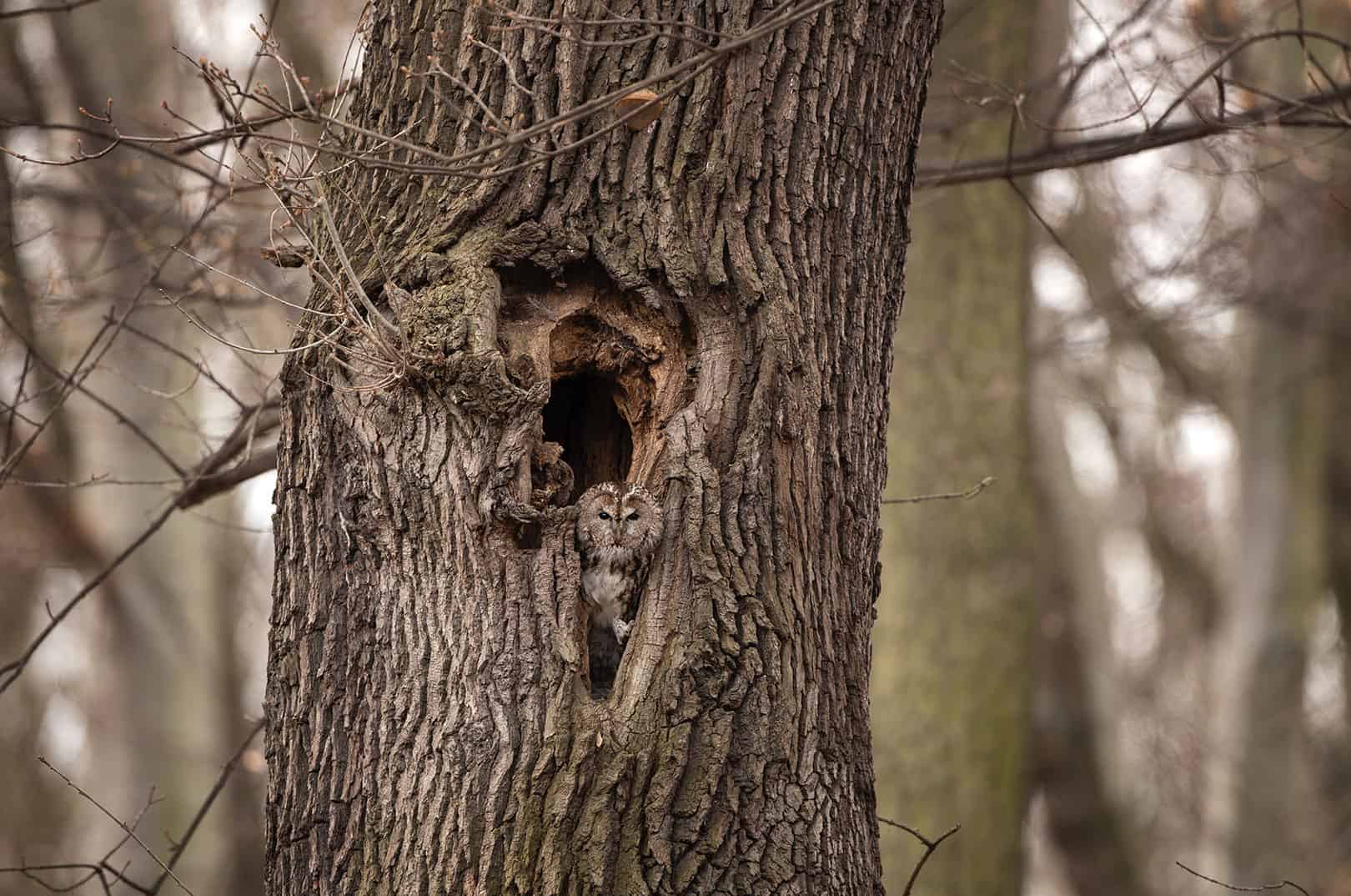 waldgeschichten-baumhoehlen-biodiversitaet-im-wald-c-adobe-stock-618575974-prochym