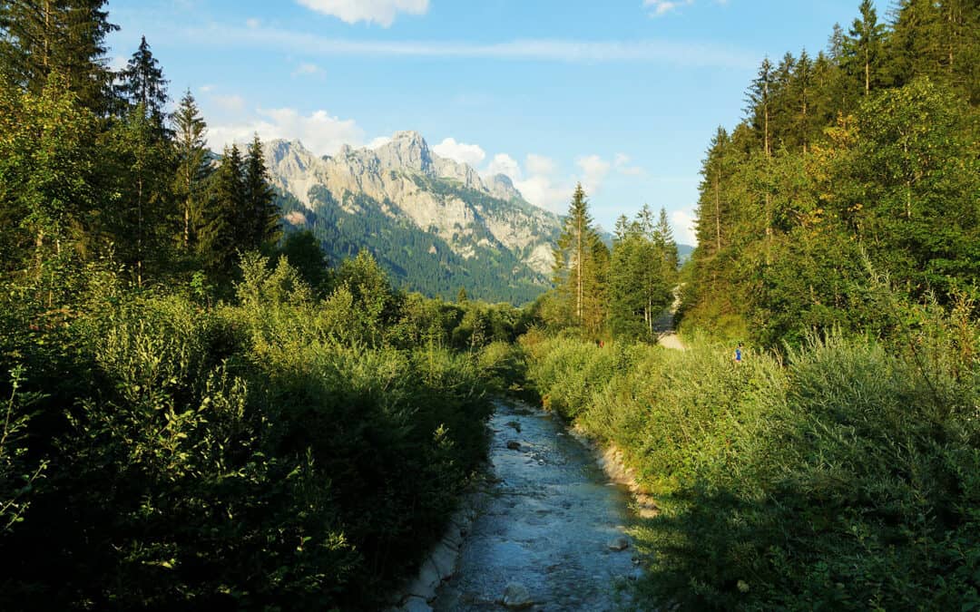 Wälder als Schlüsselakteure im Hochwasserschutz