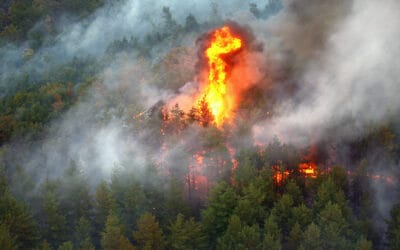Waldbrände: Eine zunehmende Bedrohung für Österreichs Wälder