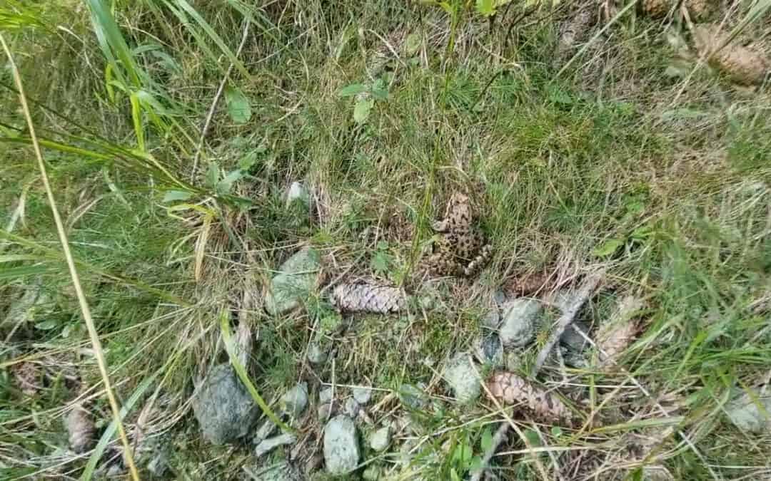 Amphibien fördern durch aktive Waldbewirtschaftung