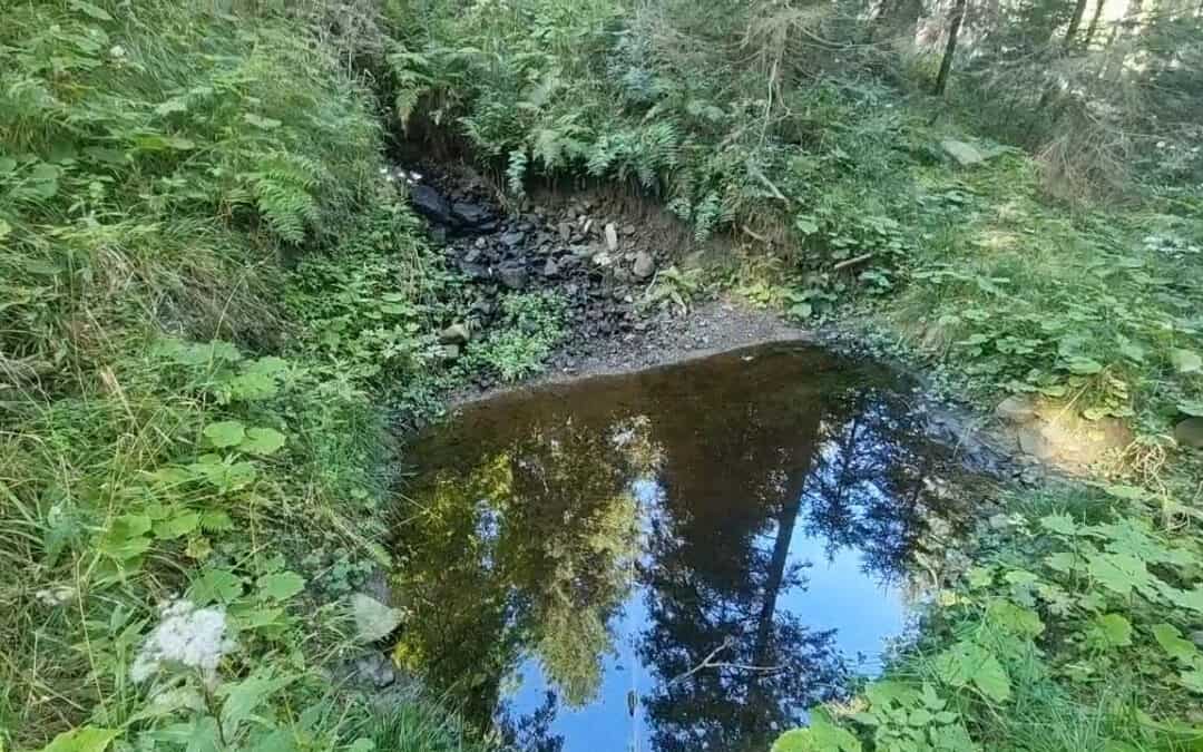 Wassermanagement im Wald: Wasserrückhalt fördert Biodiversität und schont die Geldbörse