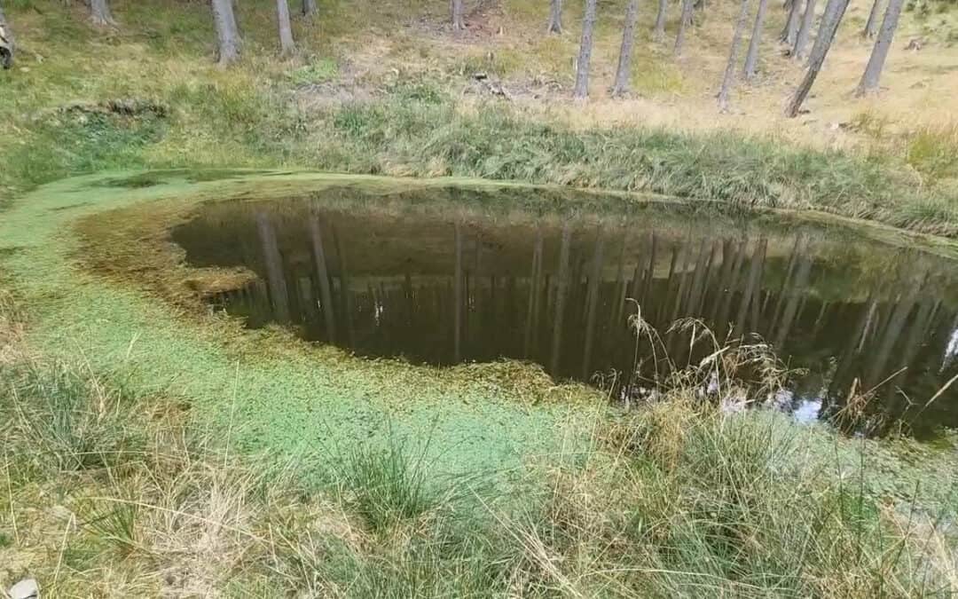 Verdunstungsteiche im Wald – aber bitte ohne Fische