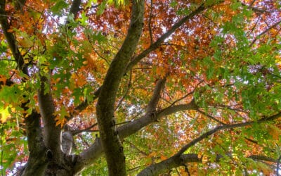 Herbstbeginn im Wald