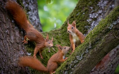 waldgeschichten-waldtiere-das-eichhoernchen-familie-am-baum