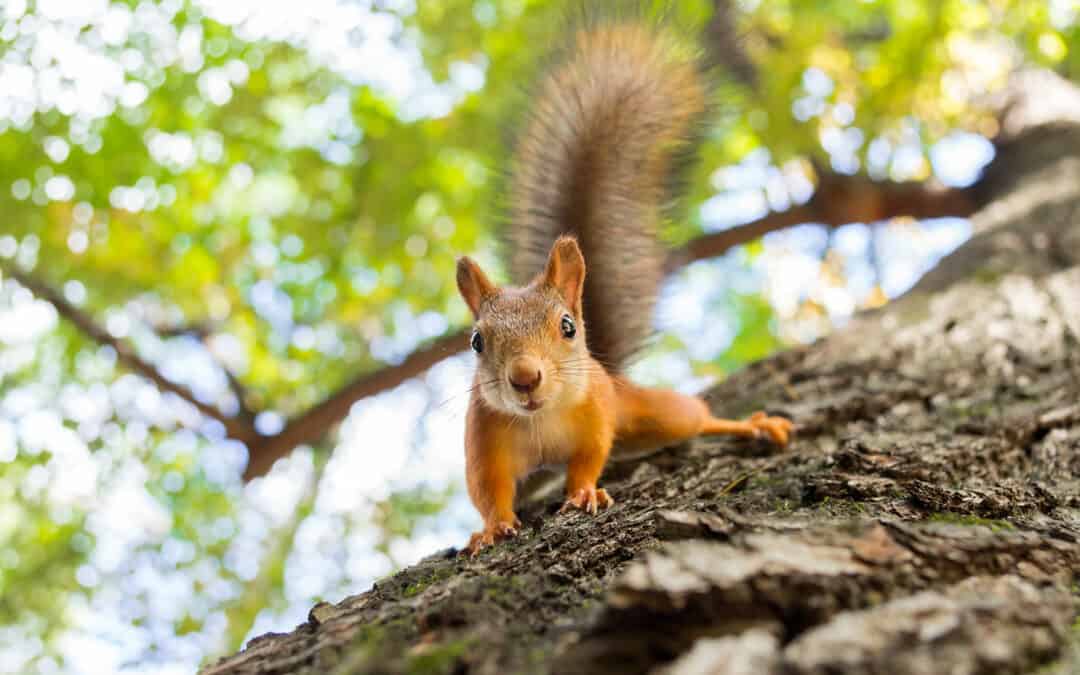 Eichhörnchen: Die Baumartisten des Waldes