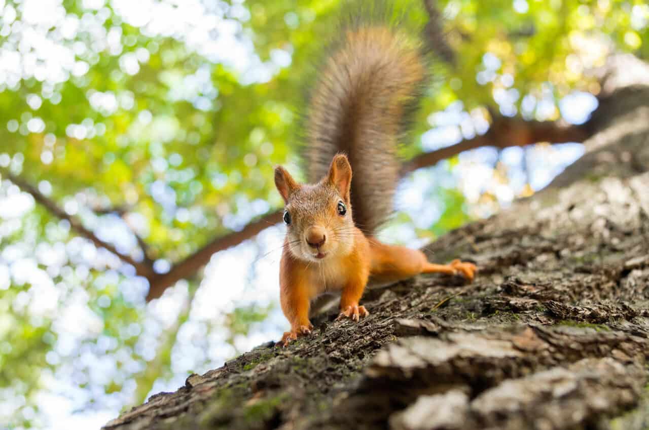 Eichhörnchen Die Baumartisten des Waldes Waldgeschichten