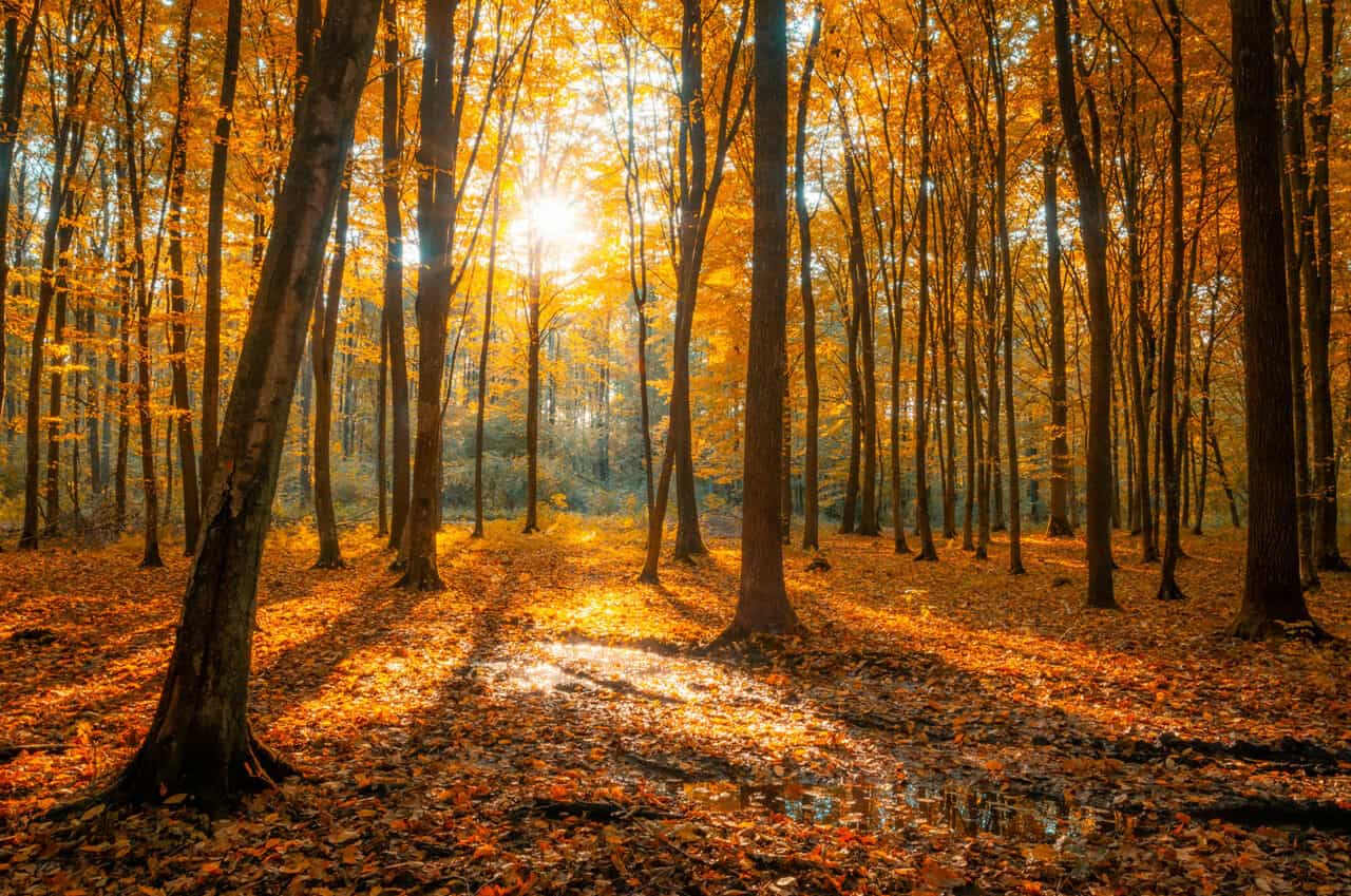 Warum Verfärben Sich Die Blätter Im Herbst www.waldgeschichten.com