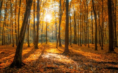 Warum verfärben sich die Blätter im Herbst?