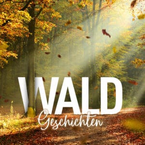 Waldgeschichten-Herbstwald-Der-Wald-im-Herbst