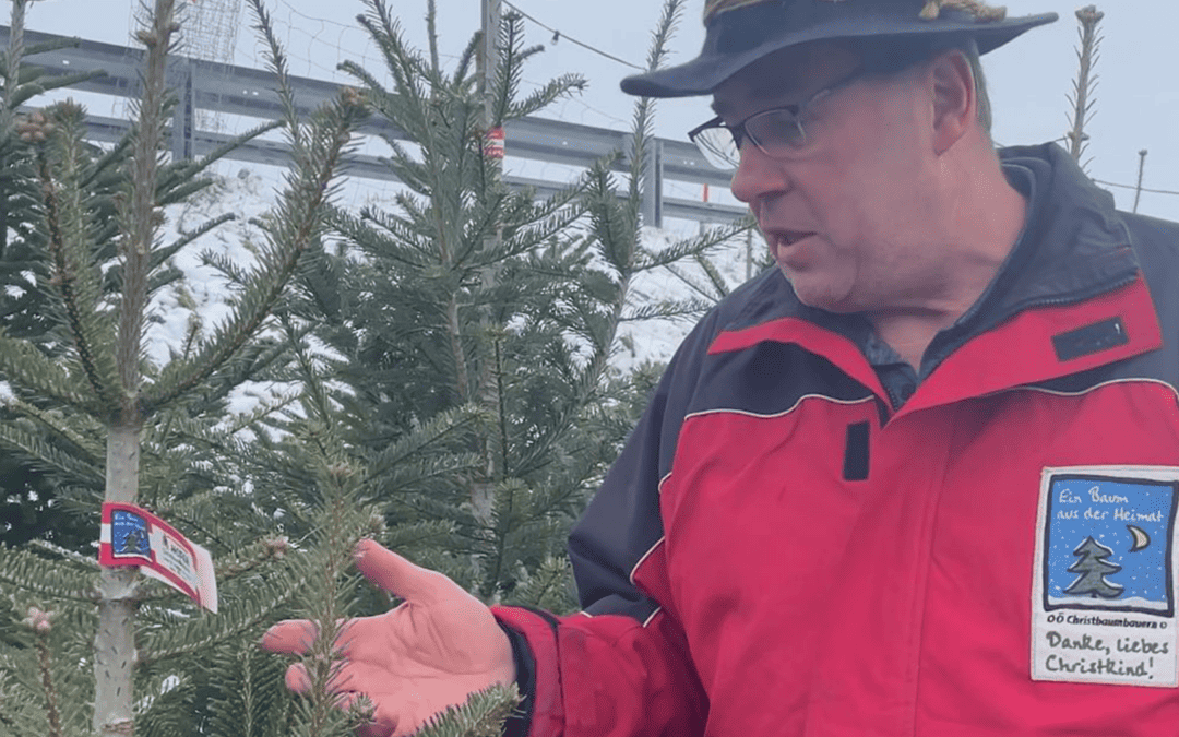 Bei der Christbaumpflege ist viel Handarbeit notwendig