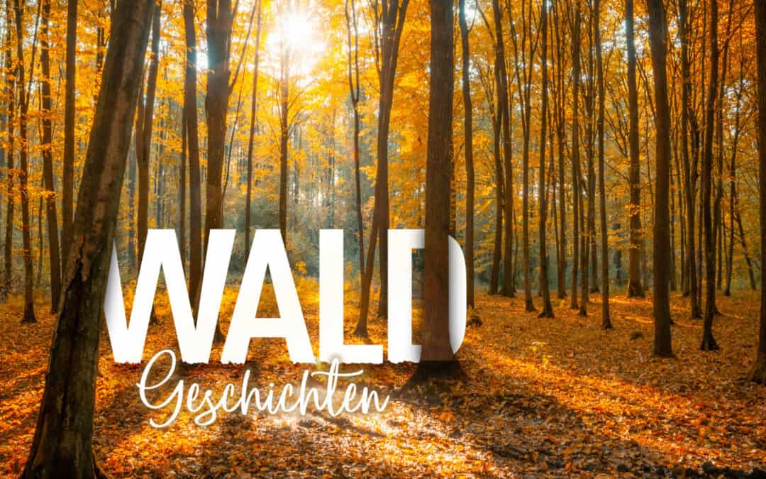 Herbstwald – Der Wald im Herbst