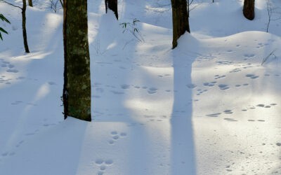 waldgeschichten-faehrten-entdecken-im-winterwald-entdecken