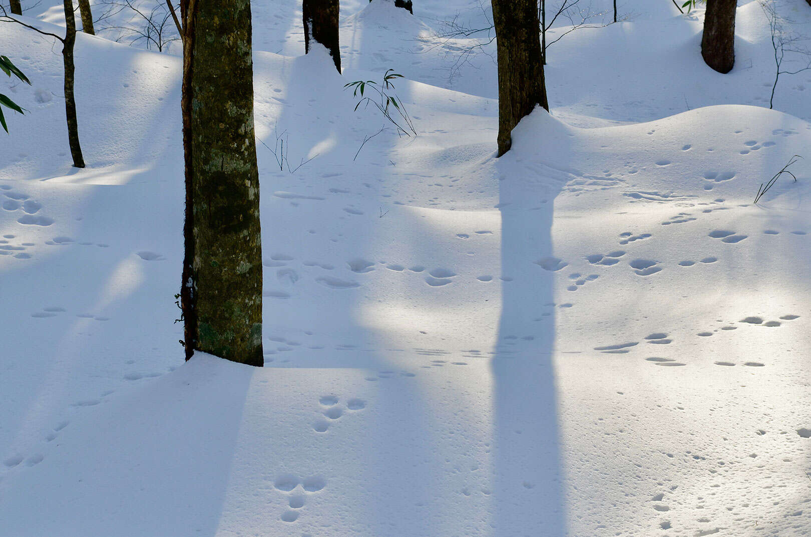 Waldgeschichten-Weihnachtsbaeume-Christbaeume