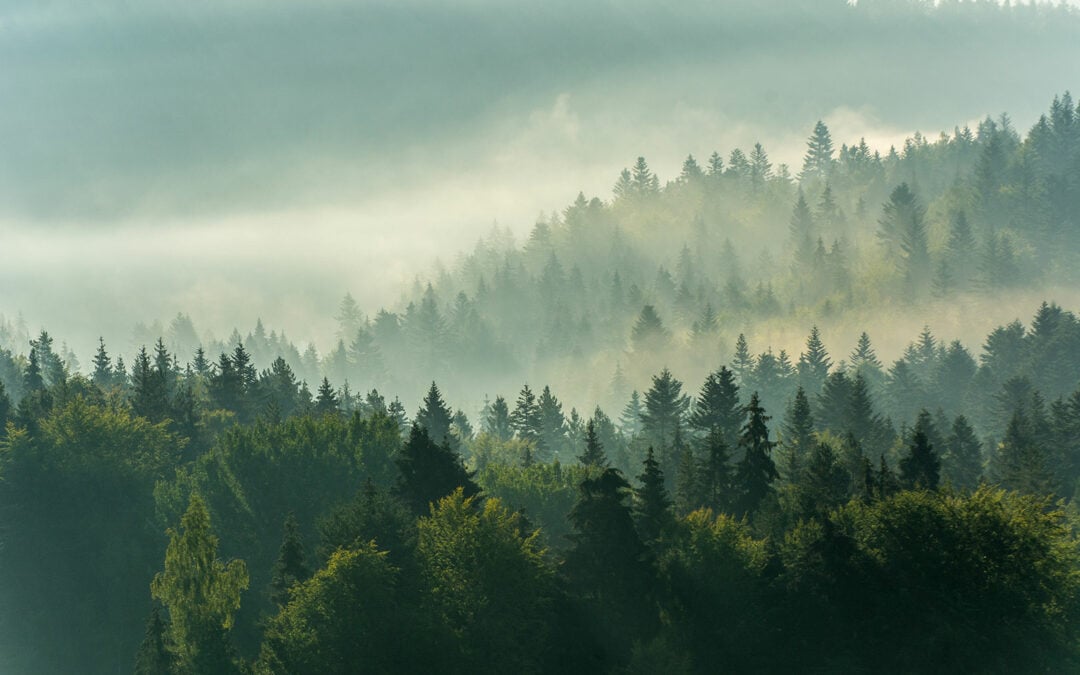Ohne menschliche Bewirtschaftung – zusätzliches Kohlenstoffspeicherpotenzial im Wald gering