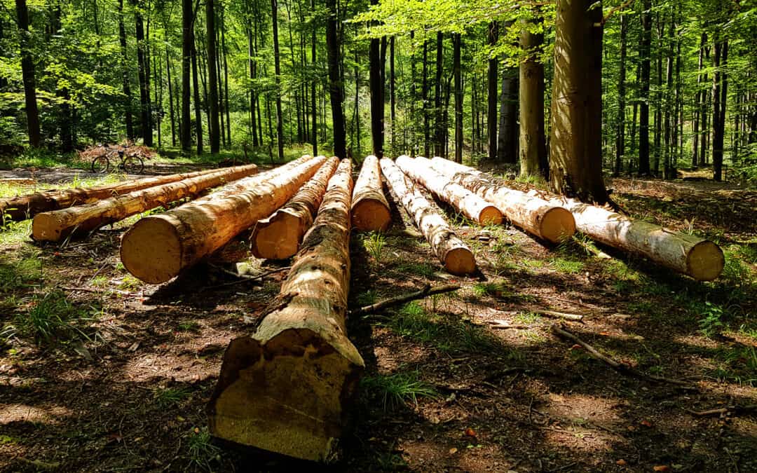 Unbewirtschaftete Wälder verlieren bis zu 40 % der Holzproduktion und Kohlenstoffbindung