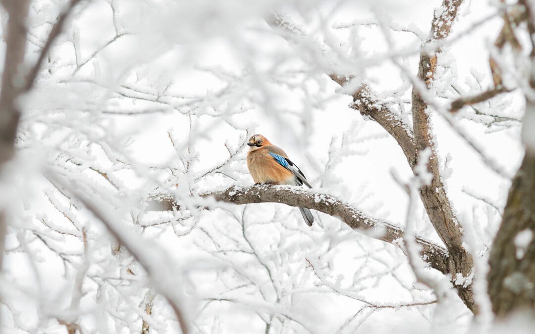 Waldtiere im Winter: Der Eichelhäher