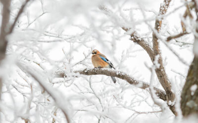 waldgeschichten-waldtiere-im-winter-der-eichelhaeher-am-baum