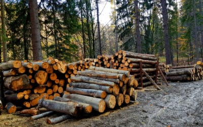 Studie zeigt Verluste in unbewirtschafteten Wäldern