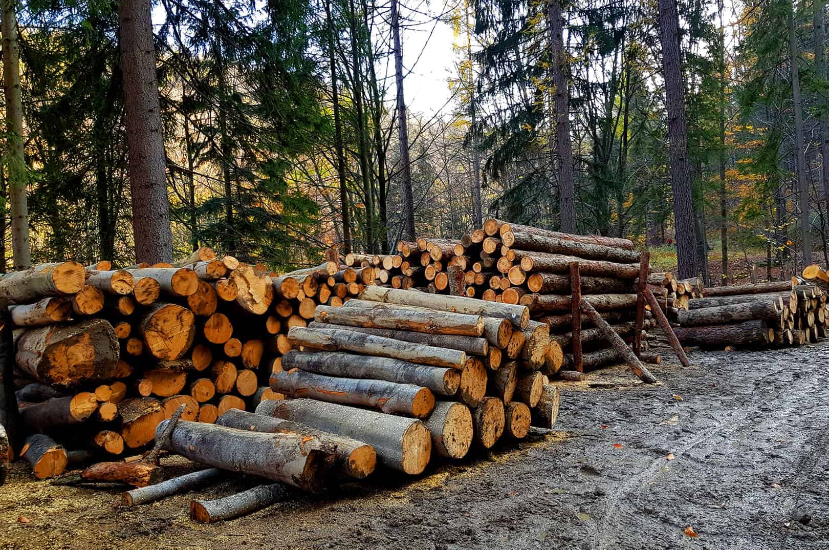 waldgeschichten-Verluste in unbewirtschafteten Waeldern