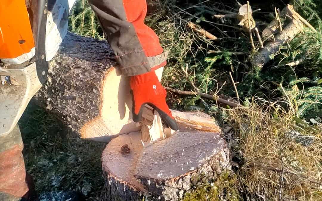 V-Fällschnitt – Spezielle Schnitttechnik bei Schadholz