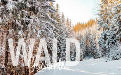 Der Winterwald: Einblicke, Infos & Wissenswertes