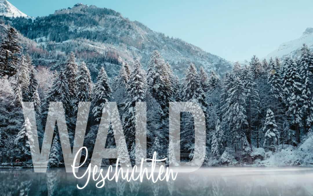 Winterwald – Der Wald im Winter