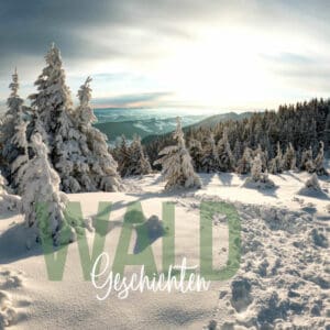 Waldgeschichten-Der-Wald-im-Winter-Winterwald