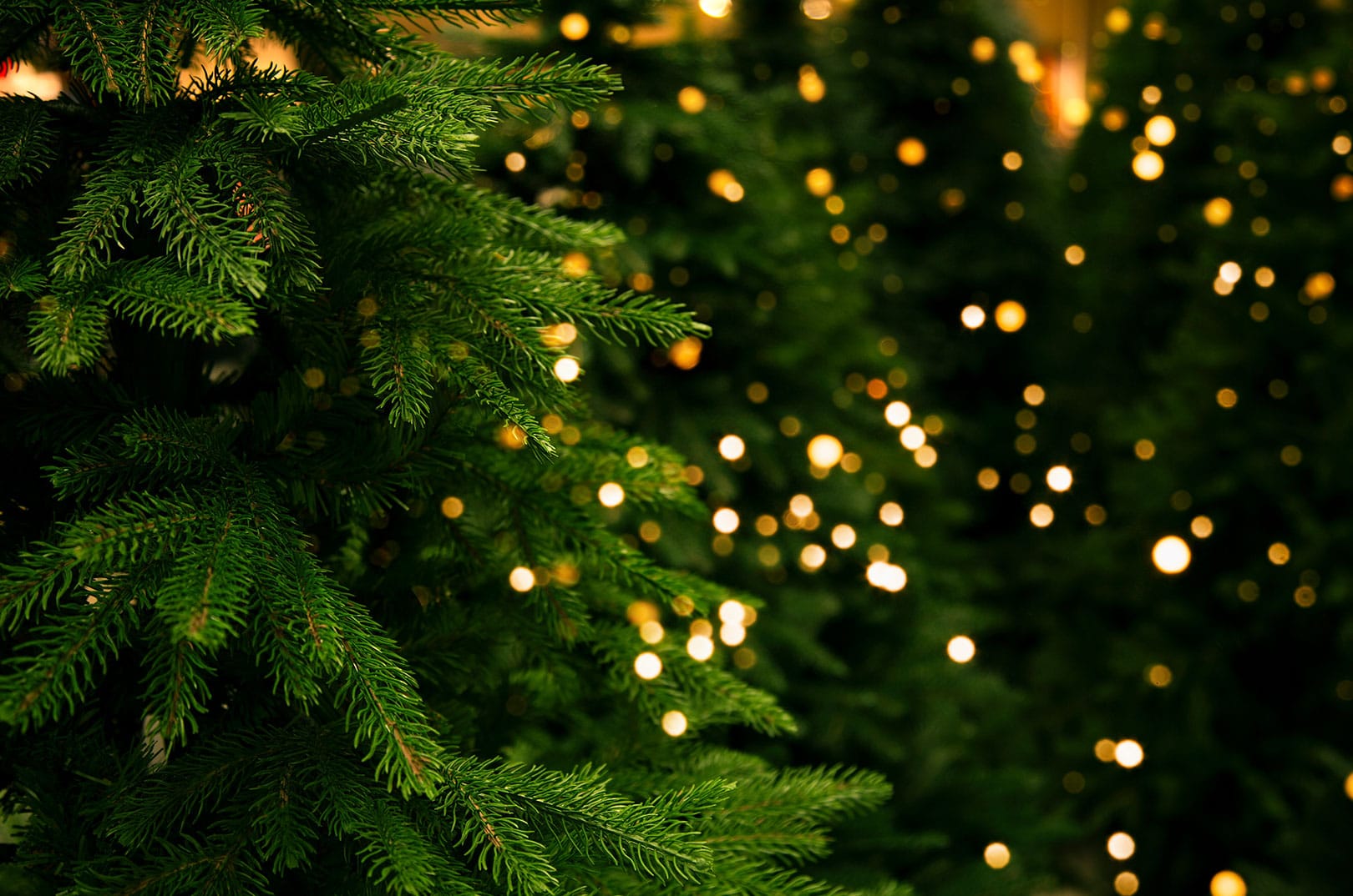 waldgeschichten-die-geschichte-des-weihnachtsbaumes