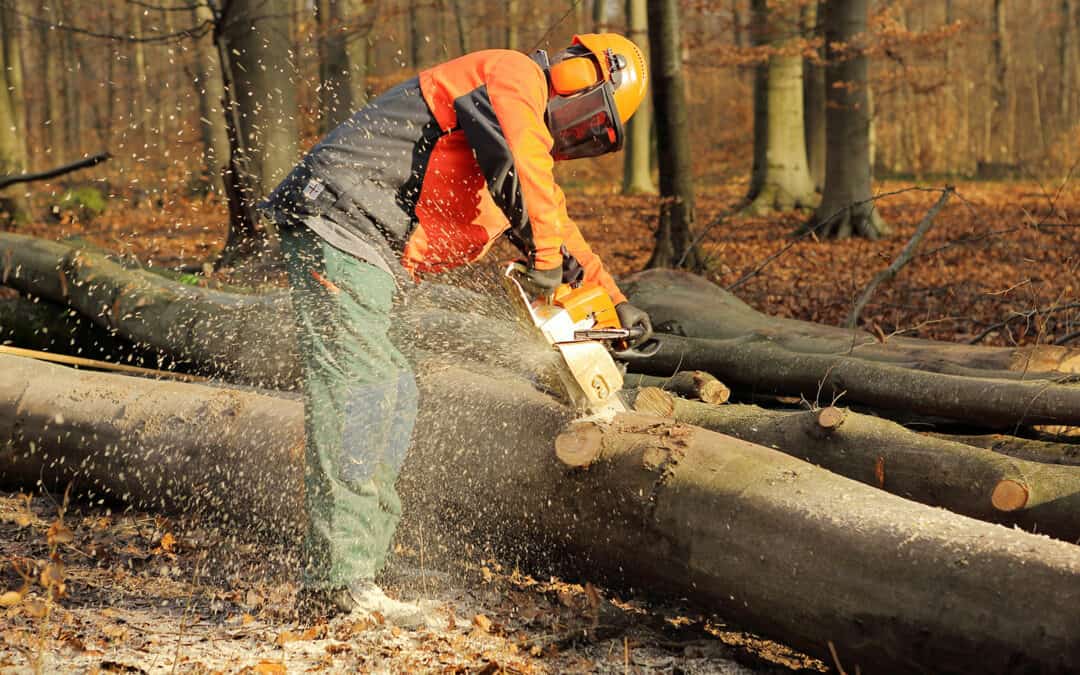 Forst- und Holzwirtschaft – Rolle für die Wertschöpfung in Europa enorm!