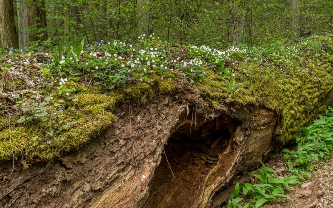 Wie schnell verrottet Totholz?