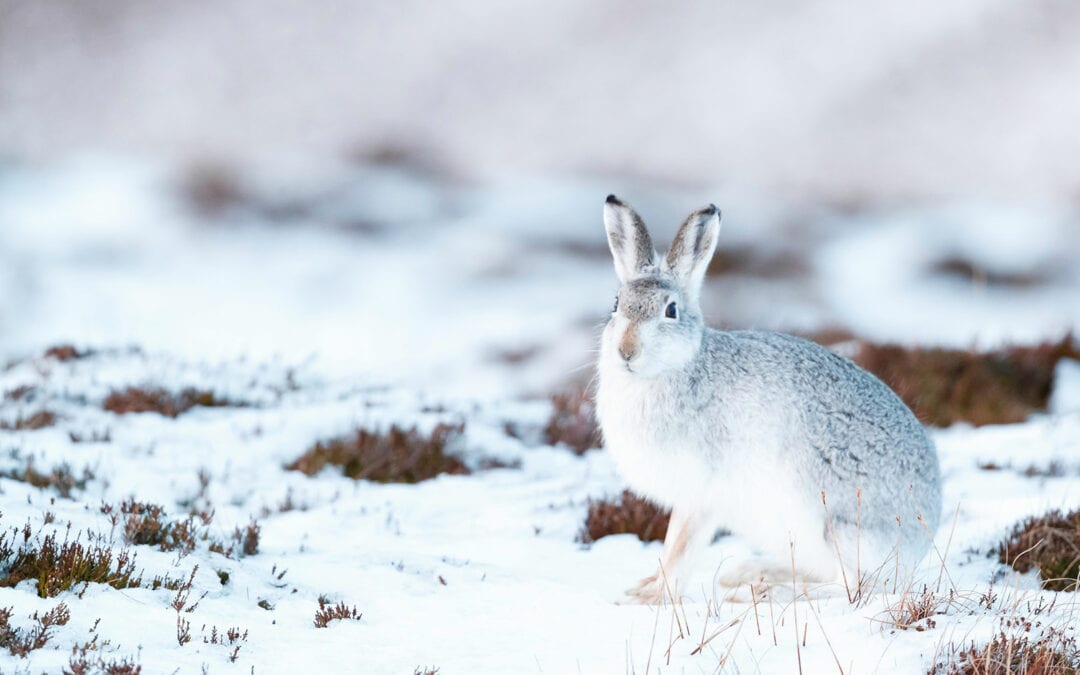 Waldtiere im Winter: Der Schneehase