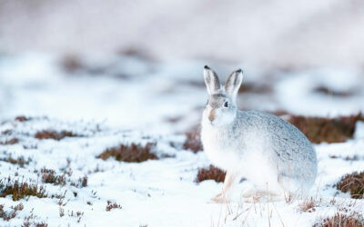 waldgeschichten-waldtiere-im-winter-der-schneehase