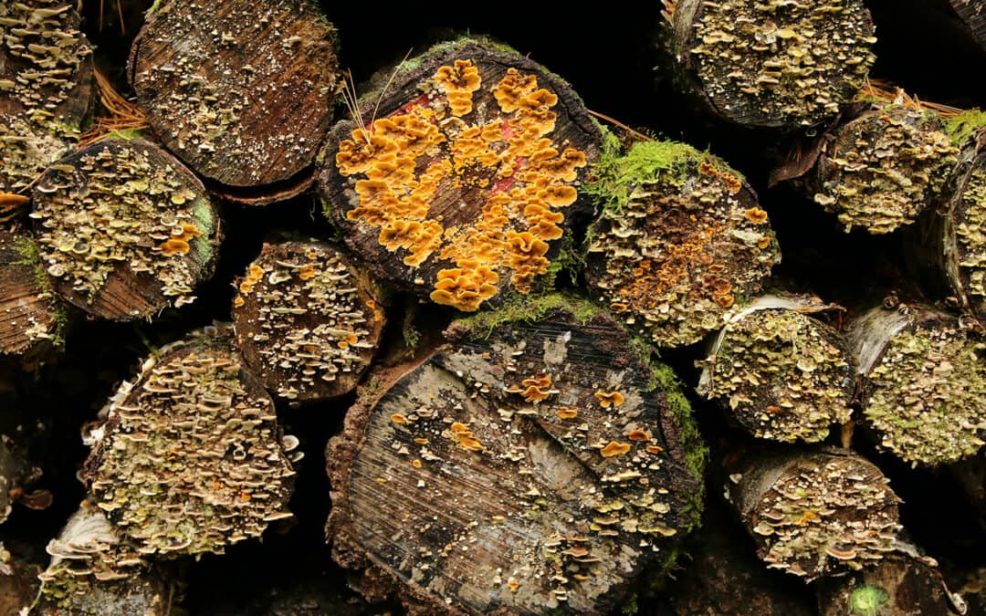 Biodiversität ist auch im Wirtschaftswald möglich