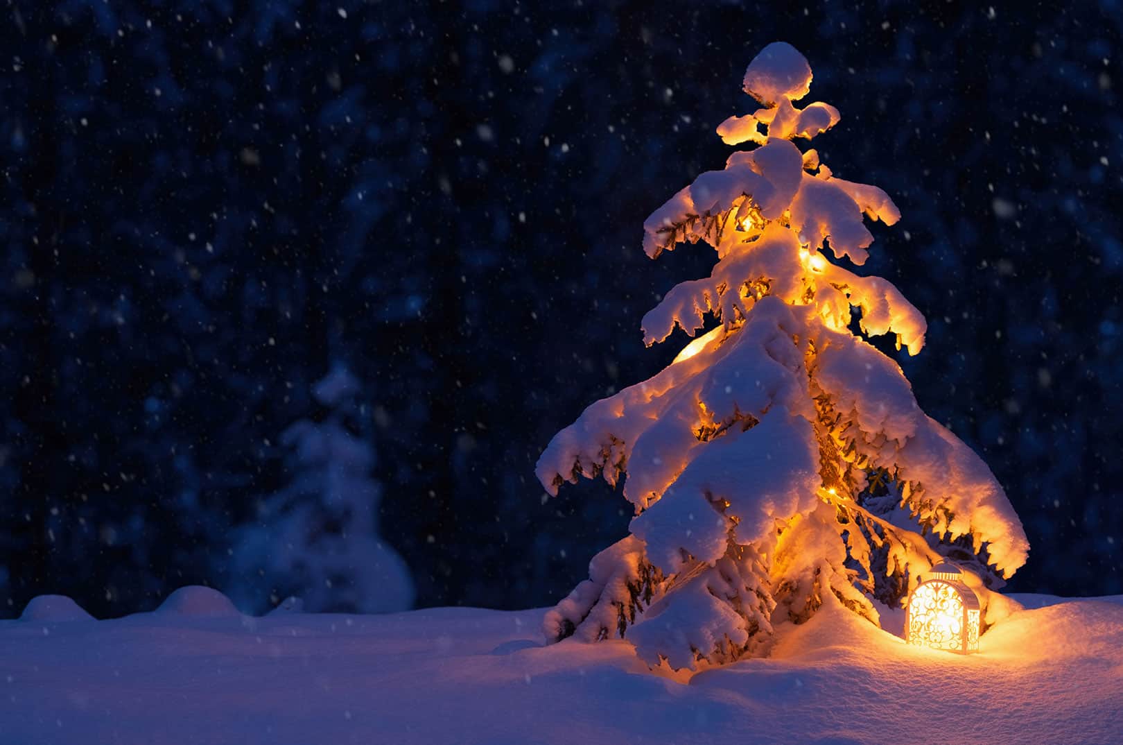 waldgeschichten-frohe-weihnachten-weihnachtsbaum-im-wald-weihnachten-wald
