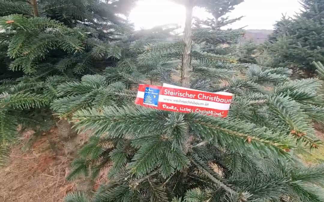 Heimische Christbäume sind gut für das Klima