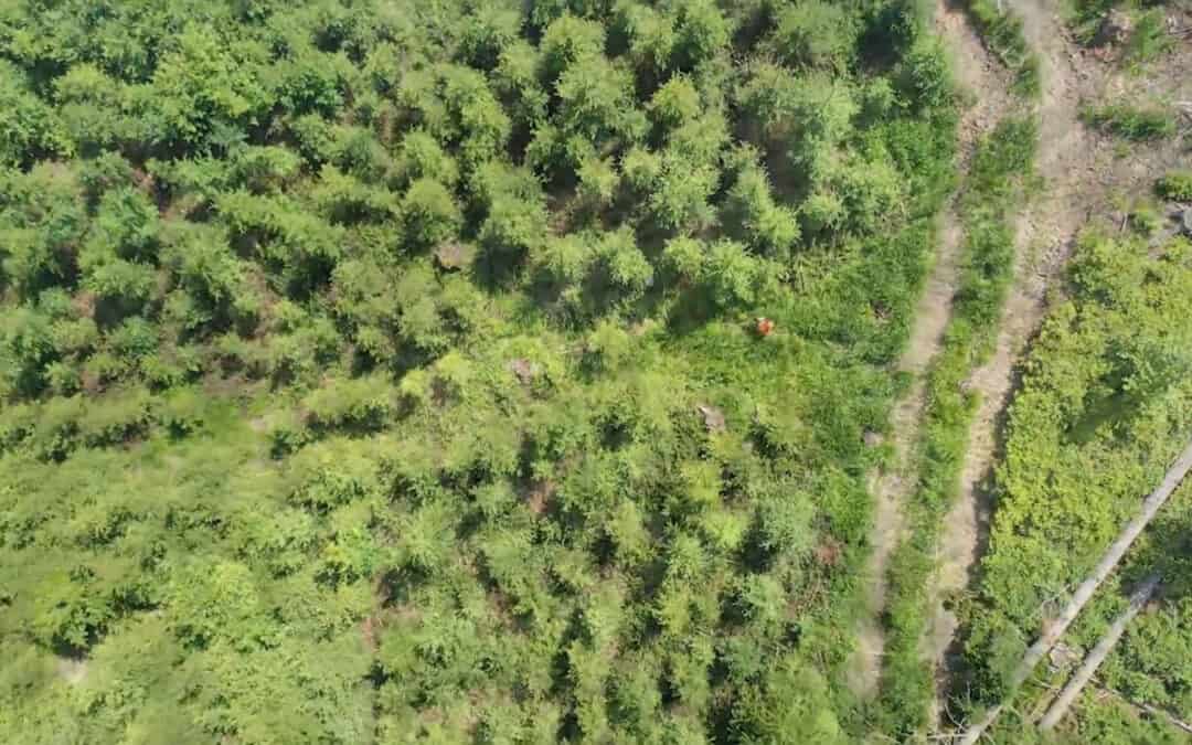 Der Waldwirtschaftsplan als Kompass für die klimafitte Waldbewirtschaftung