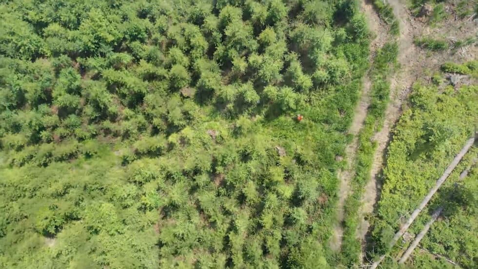 waldgeschichten-video-ueber-den-waldwirtschaftsplan-in-oesterreich