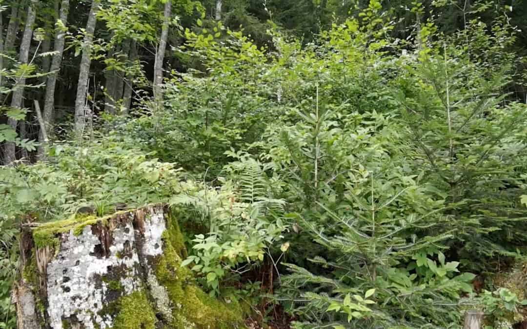 Wildeinfluss erkennen durch Weiserflächen