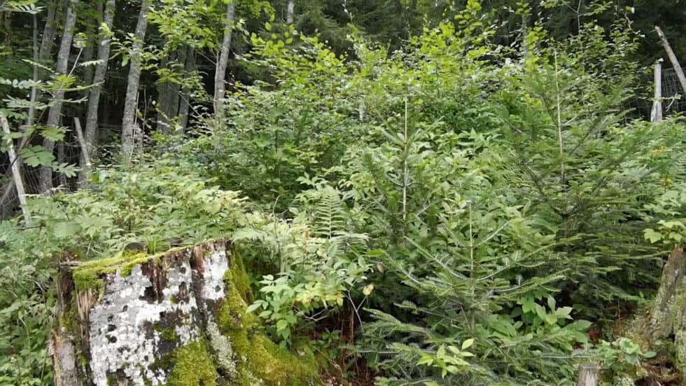 waldgeschichten-video-erklaerung-von-wildeinfluss-erkennden-durch-weiserflaechen