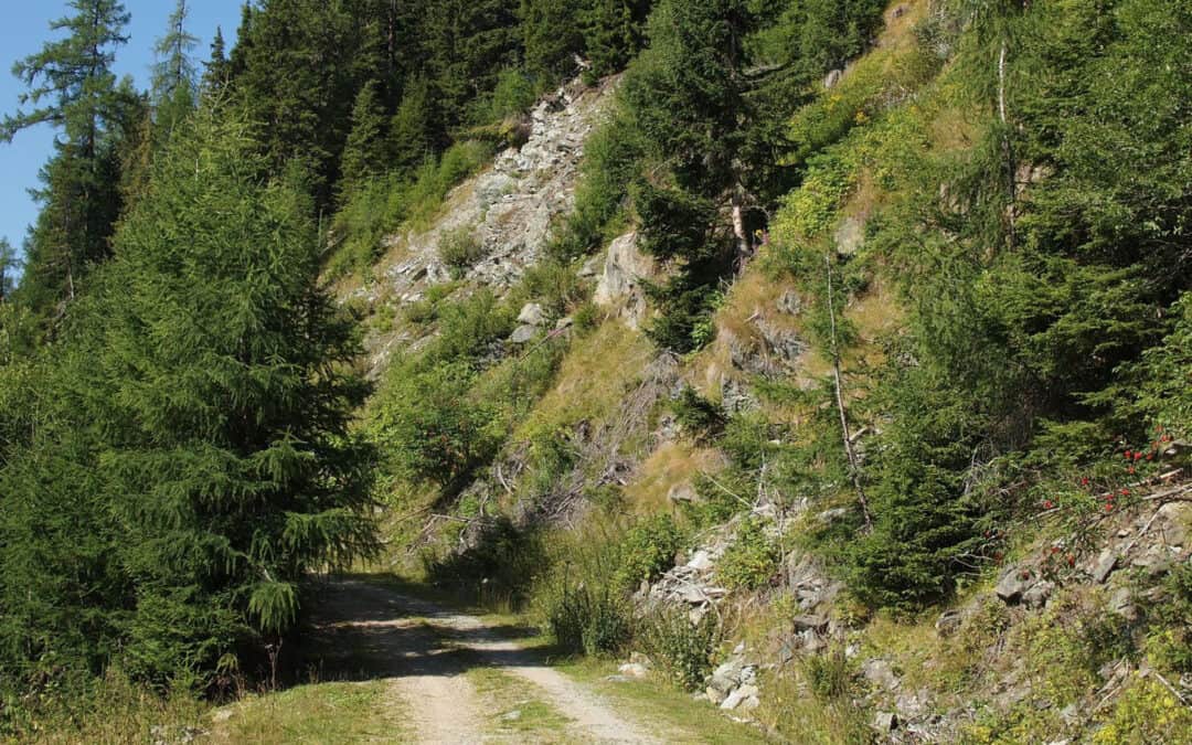 Artenvielfalt an der Forststraße