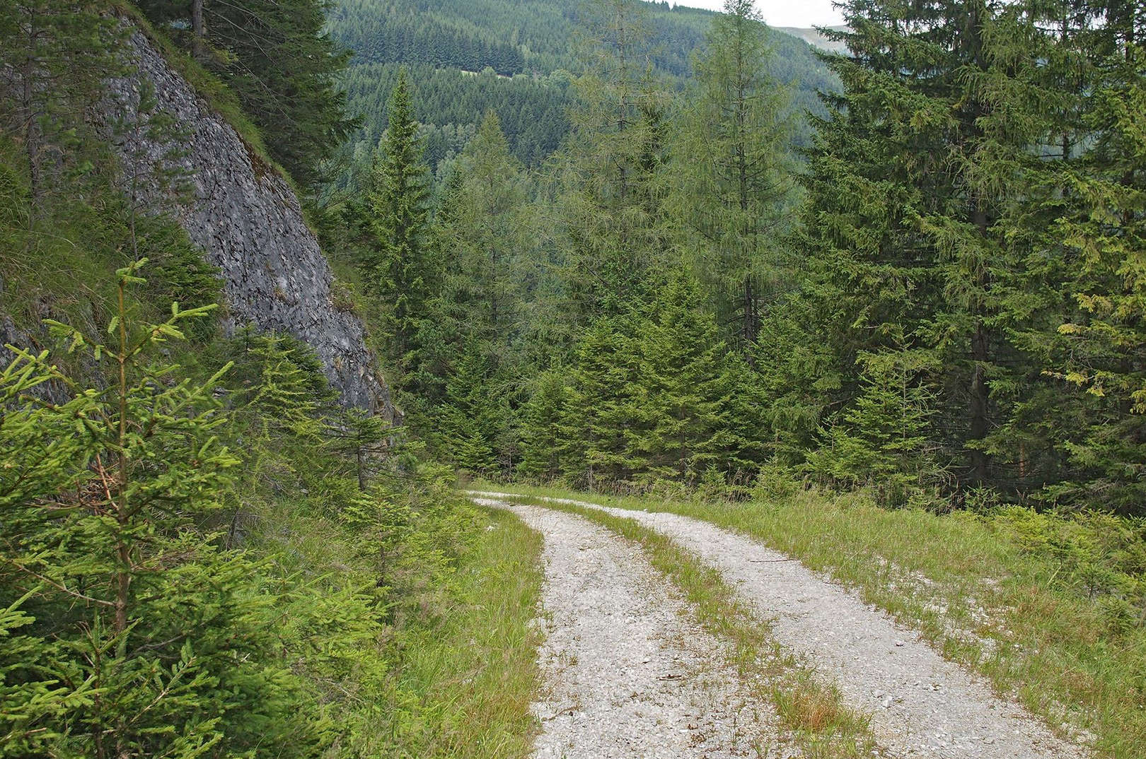 waldgeschichten-artenvielfalt-an-der-forstrasse-Forststrasse_in_den_Fischbacher_Alpen